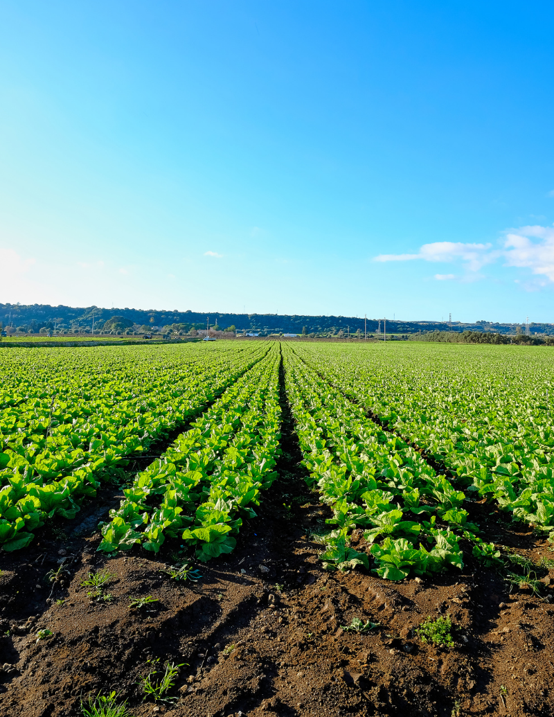 Crops and agriculture - 10x10 Agri-Tech Accelerator